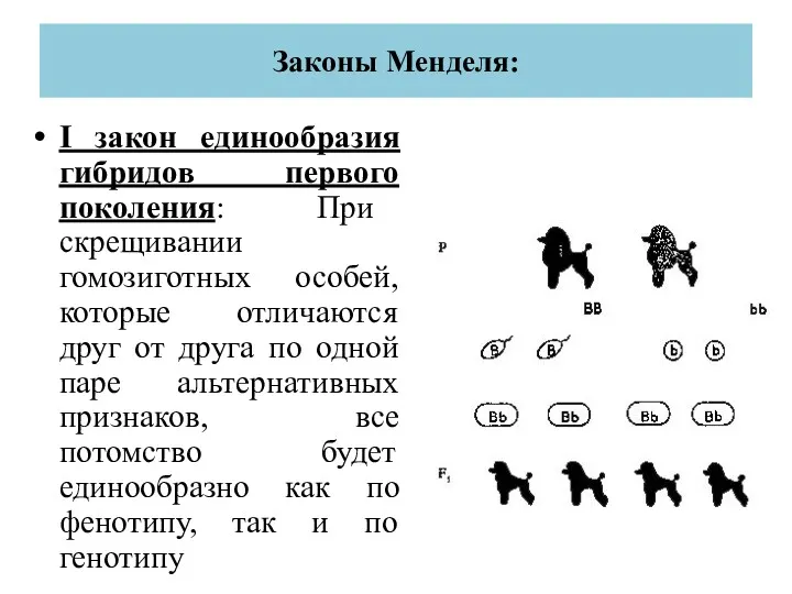 Законы Менделя: I закон единообразия гибридов первого поколения: При скрещивании
