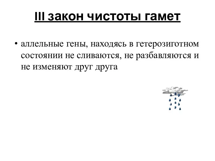 III закон чистоты гамет аллельные гены, находясь в гетерозиготном состоянии