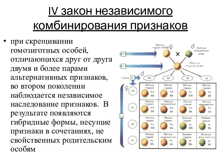 IV закон независимого комбинирования признаков при скрещивании гомозиготных особей, отличающихся