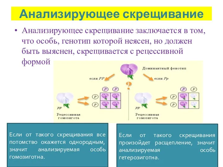 Анализирующее скрещивание Анализирующее скрещивание заключается в том, что особь, генотип