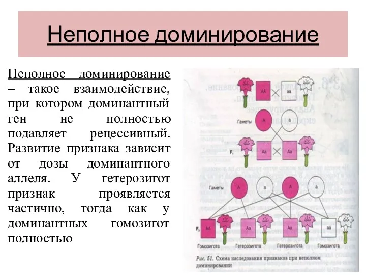 Неполное доминирование Неполное доминирование – такое взаимодействие, при котором доминантный