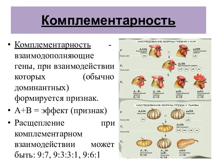 Комплементарность Комплементарность - взаимодополняющие гены, при взаимодействии которых (обычно доминантных)