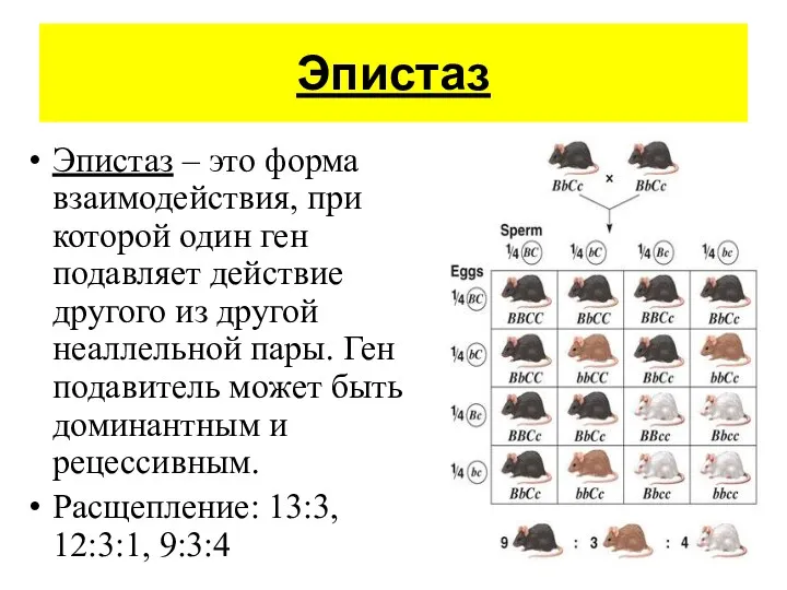 Эпистаз Эпистаз – это форма взаимодействия, при которой один ген