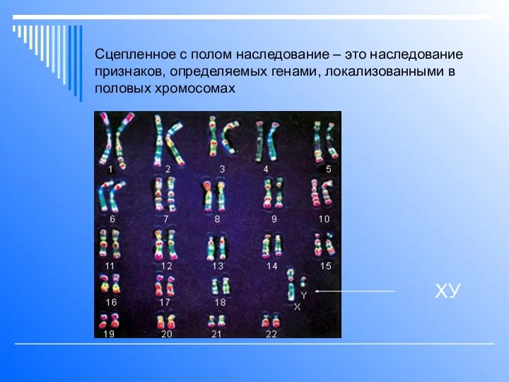 Сцепленное с полом наследование – это наследование признаков, определяемых генами, локализованными в половых хромосомах ХУ