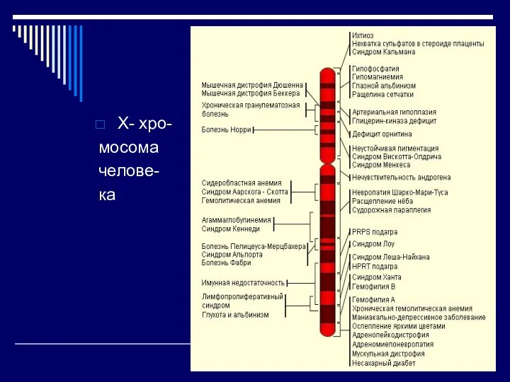 Х- хро- мосома челове- ка