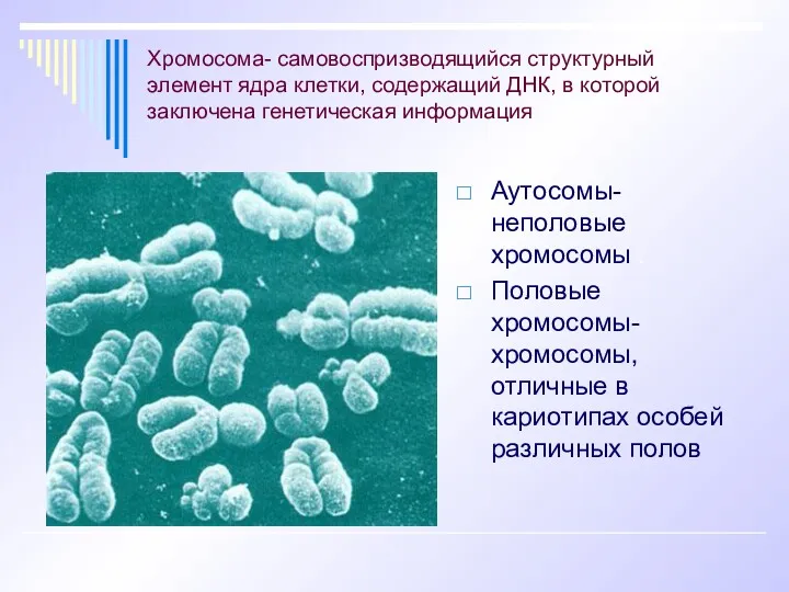 Хромосома- самовоспризводящийся структурный элемент ядра клетки, содержащий ДНК, в которой