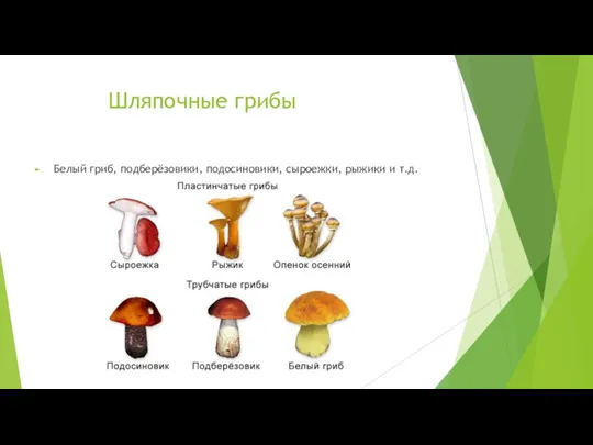 Шляпочные грибы Белый гриб, подберёзовики, подосиновики, сыроежки, рыжики и т.д.
