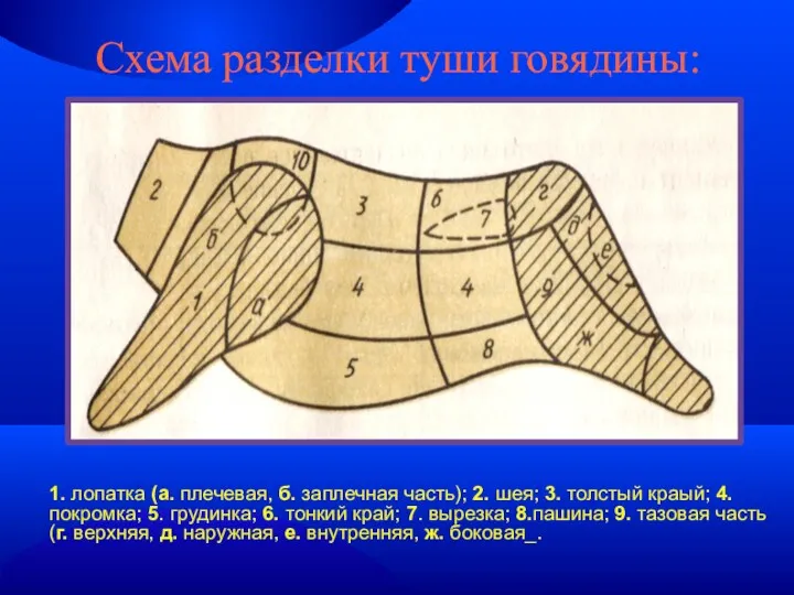 Схема разделки туши говядины: 1. лопатка (а. плечевая, б. заплечная