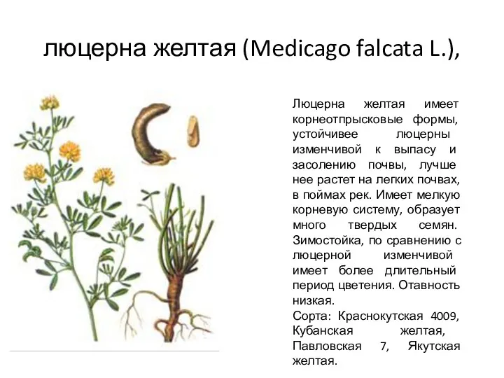 люцерна желтая (Medicago falcata L.), Люцерна желтая имеет корнеотпрысковые формы,