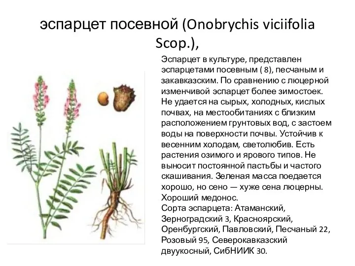 эспарцет посевной (Onobrychis viciifolia Scop.), Эспарцет в культуре, представлен эспарцетами