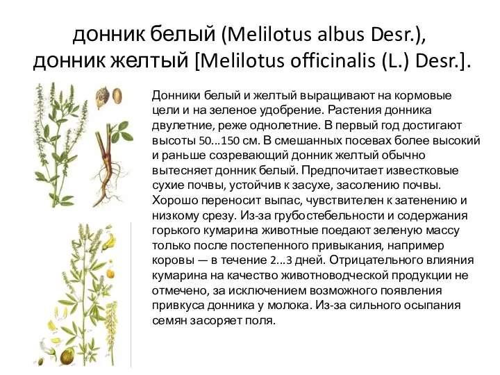 донник белый (Melilotus albus Desr.), донник желтый [Melilotus officinalis (L.)