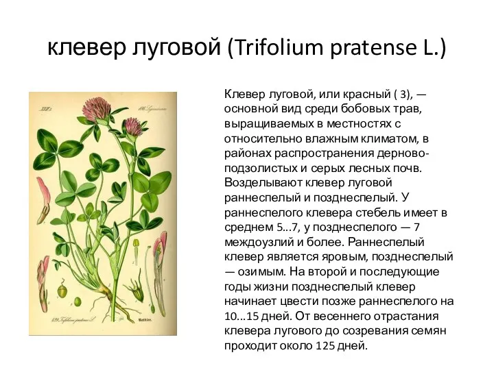 клевер луговой (Trifolium pratense L.) Клевер луговой, или красный (