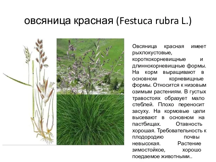 овсяница красная (Festuca rubra L.) Овсяница красная имеет рыхлокустовые, короткокорневищные