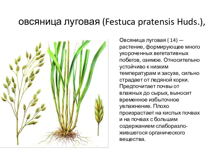 овсяница луговая (Festuca pratensis Huds.), Овсяница луговая ( 14) —