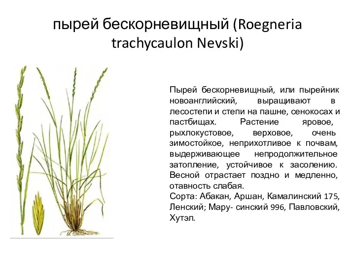 пырей бескорневищный (Roegneria trachycaulon Nevski) Пырей бескорневищный, или пырейник новоанглийский,