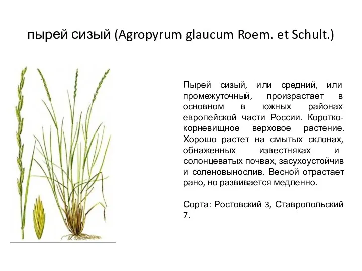 пырей сизый (Agropyrum glaucum Roem. et Schult.) Пырей сизый, или