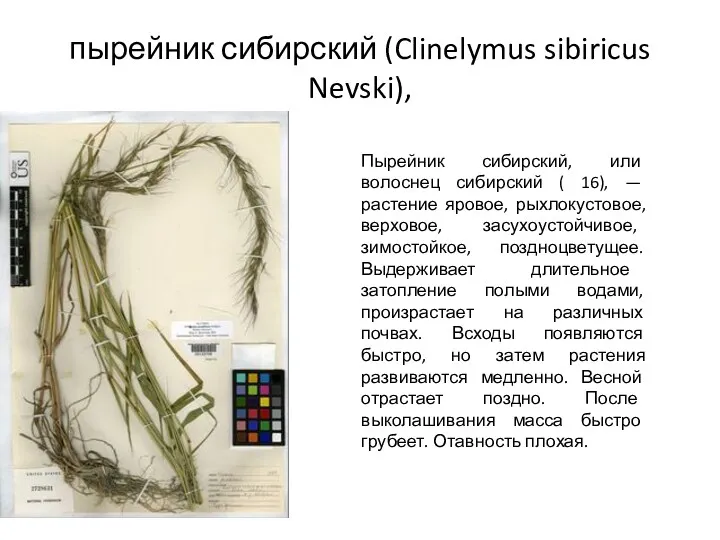 пырейник сибирский (Clinelymus sibiricus Nevski), Пырейник сибирский, или волоснец сибирский