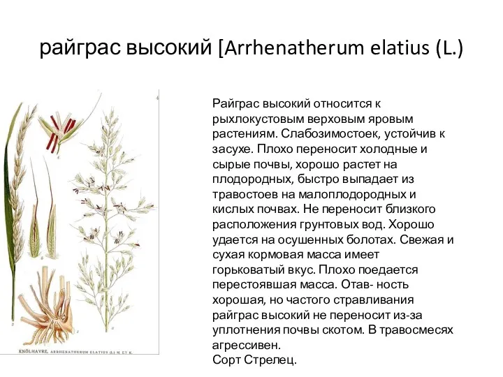 райграс высокий [Arrhenatherum elatius (L.) Райграс высокий относится к рыхлокустовым