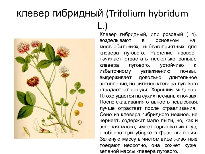 клевер гибридный (Trifolium hybridum L.) Клевер гибридный, или розовый (