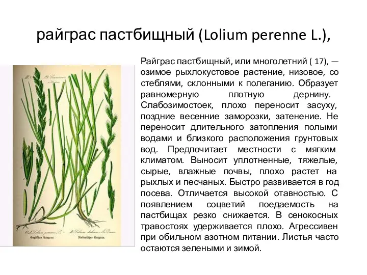 райграс пастбищный (Lolium perenne L.), Райграс пастбищный, или многолетний (