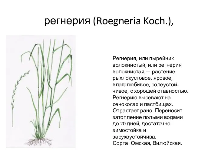 регнерия (Roegneria Koch.), Регнерия, или пырейник волокнистый, или регнерия волокнистая,—