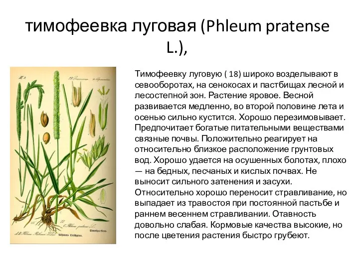 тимофеевка луговая (Phleum pratense L.), Тимофеевку луговую ( 18) широко