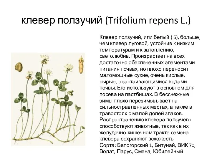 клевер ползучий (Trifolium repens L.) Клевер ползучий, или белый (