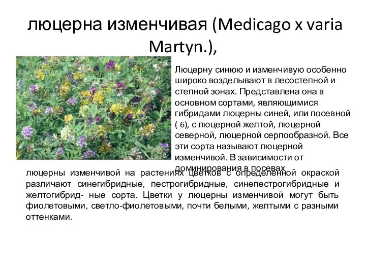 люцерна изменчивая (Medicago x varia Martyn.), Люцерну синюю и изменчивую