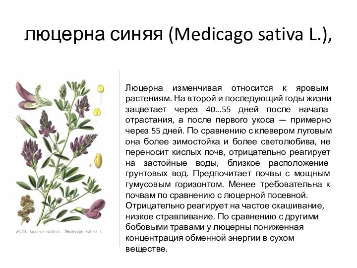 люцерна синяя (Medicago sativa L.), Люцерна изменчивая относится к яровым