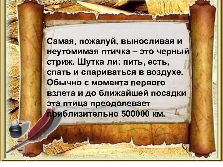 Самая, пожалуй, выносливая и неутомимая птичка – это черный стриж.