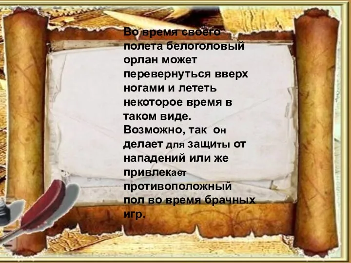 Во время своего полета белоголовый орлан может перевернуться вверх ногами