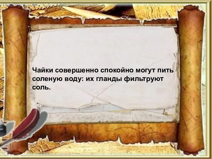 Чайки совершенно спокойно могут пить соленую воду: их гланды фильтруют соль.