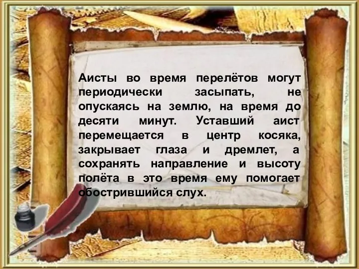 Аисты во время перелётов могут периодически засыпать, не опускаясь на