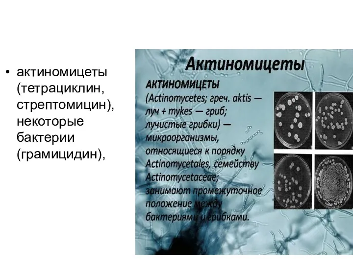 актиномицеты (тетрациклин, стрептомицин), некоторые бактерии (грамицидин),