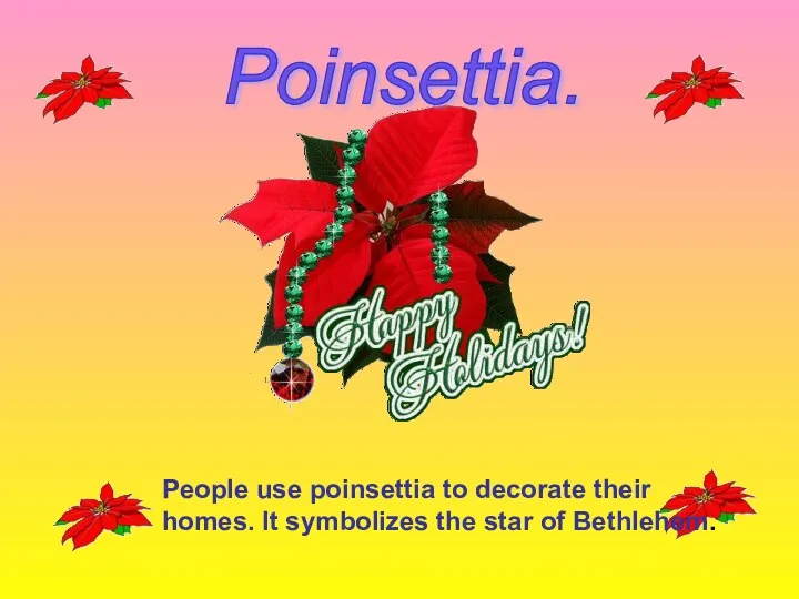 Poinsettia. People use poinsettia to decorate their homes. It symbolizes the star of Bethlehem.