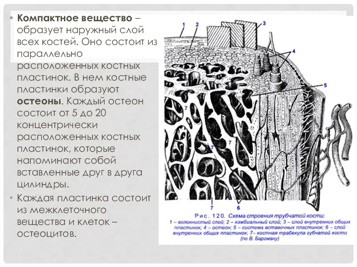 Компактное вещество – образует наружный слой всех костей. Оно состоит