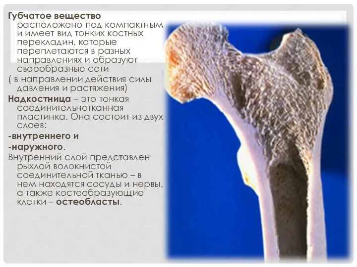 Губчатое вещество расположено под компактным и имеет вид тонких костных