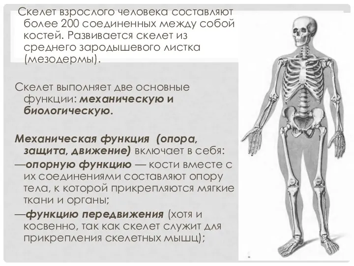 Скелет взрослого человека составляют более 200 соединенных между собой костей.