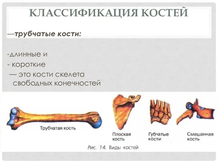 КЛАССИФИКАЦИЯ КОСТЕЙ —трубчатые кости: -длинные и - короткие — это кости скелета свободных конечностей