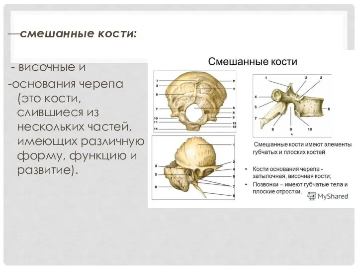 —смешанные кости: - височные и -основания черепа (это кости, слившиеся