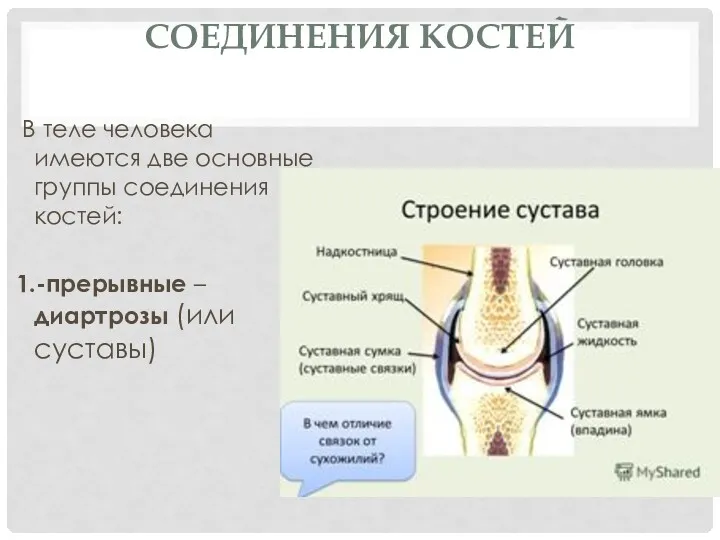 СОЕДИНЕНИЯ КОСТЕЙ В теле человека имеются две основные группы соединения костей: 1.-прерывные – диартрозы (или суставы)