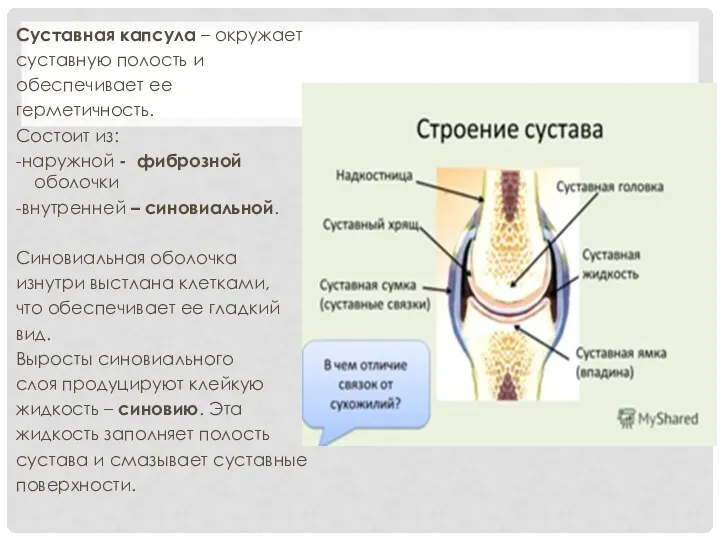 Суставная капсула – окружает суставную полость и обеспечивает ее герметичность.