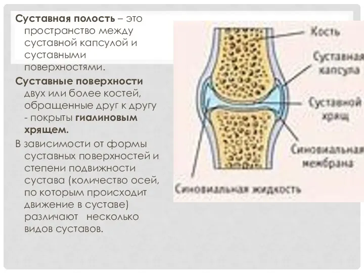 Суставная полость – это пространство между суставной капсулой и суставными