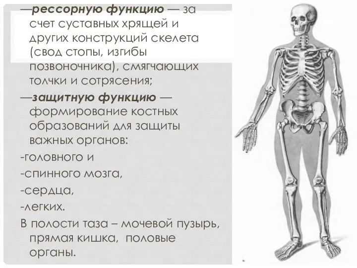 —рессорную функцию — за счет суставных хрящей и других конструкций