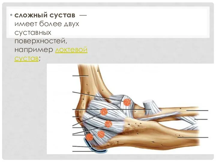 сложный сустав — имеет более двух суставных поверхностей, например локтевой сустав;