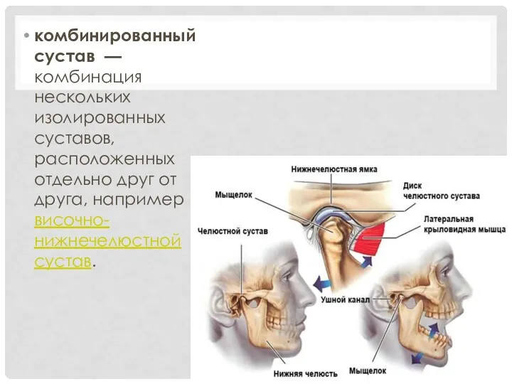 комбинированный сустав — комбинация нескольких изолированных суставов, расположенных отдельно друг от друга, например височно-нижнечелюстной сустав.