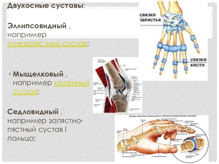 Двухосные суставы: Эллипсовидный , например лучезапястный сустав; Мыщелковый , например