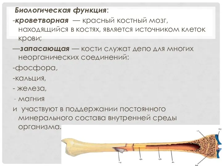 Биологическая функция: -кроветворная — красный костный мозг, находящийся в костях,