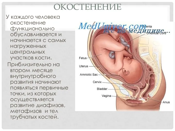 ОКОСТЕНЕНИЕ У каждого человека окостенение функционально обуславливается и начинается с