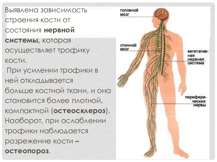 Выявлена зависимость строения кости от состояния нервной системы, которая осуществляет